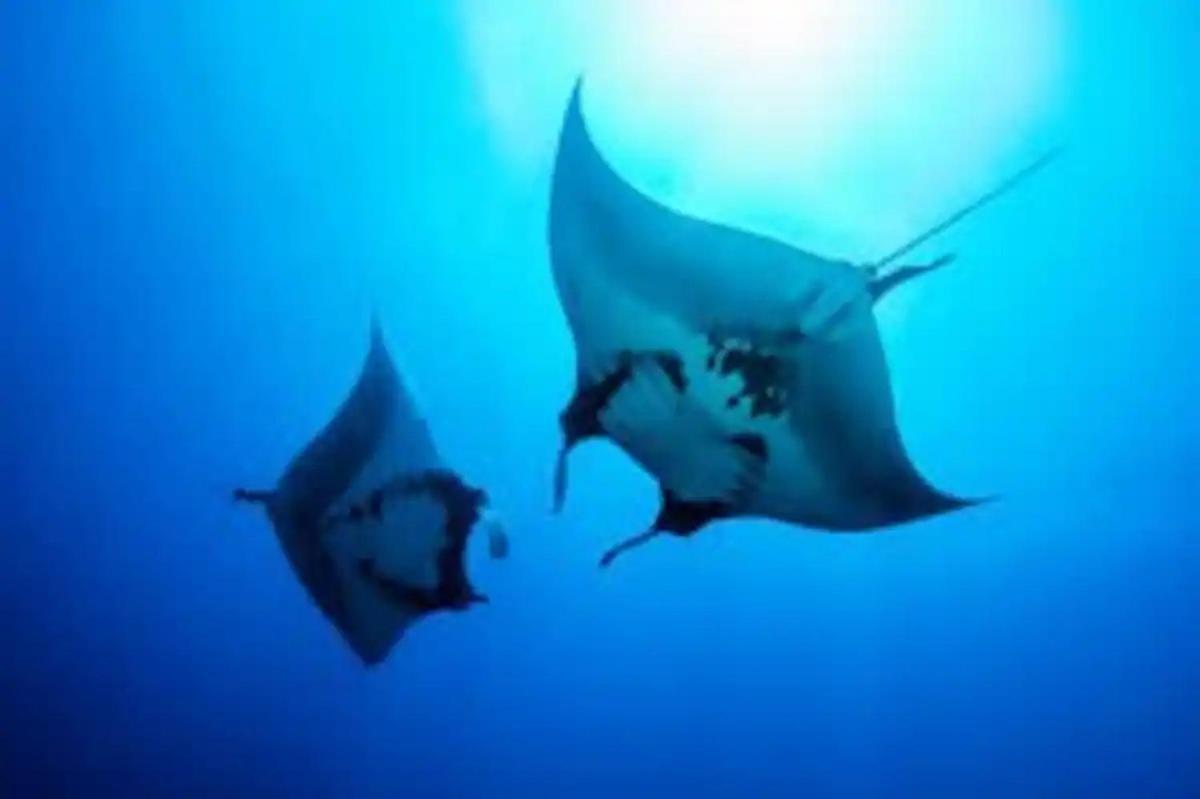 White Sandy Beach-Best Manta Snorkeling Tethi Exterior photo